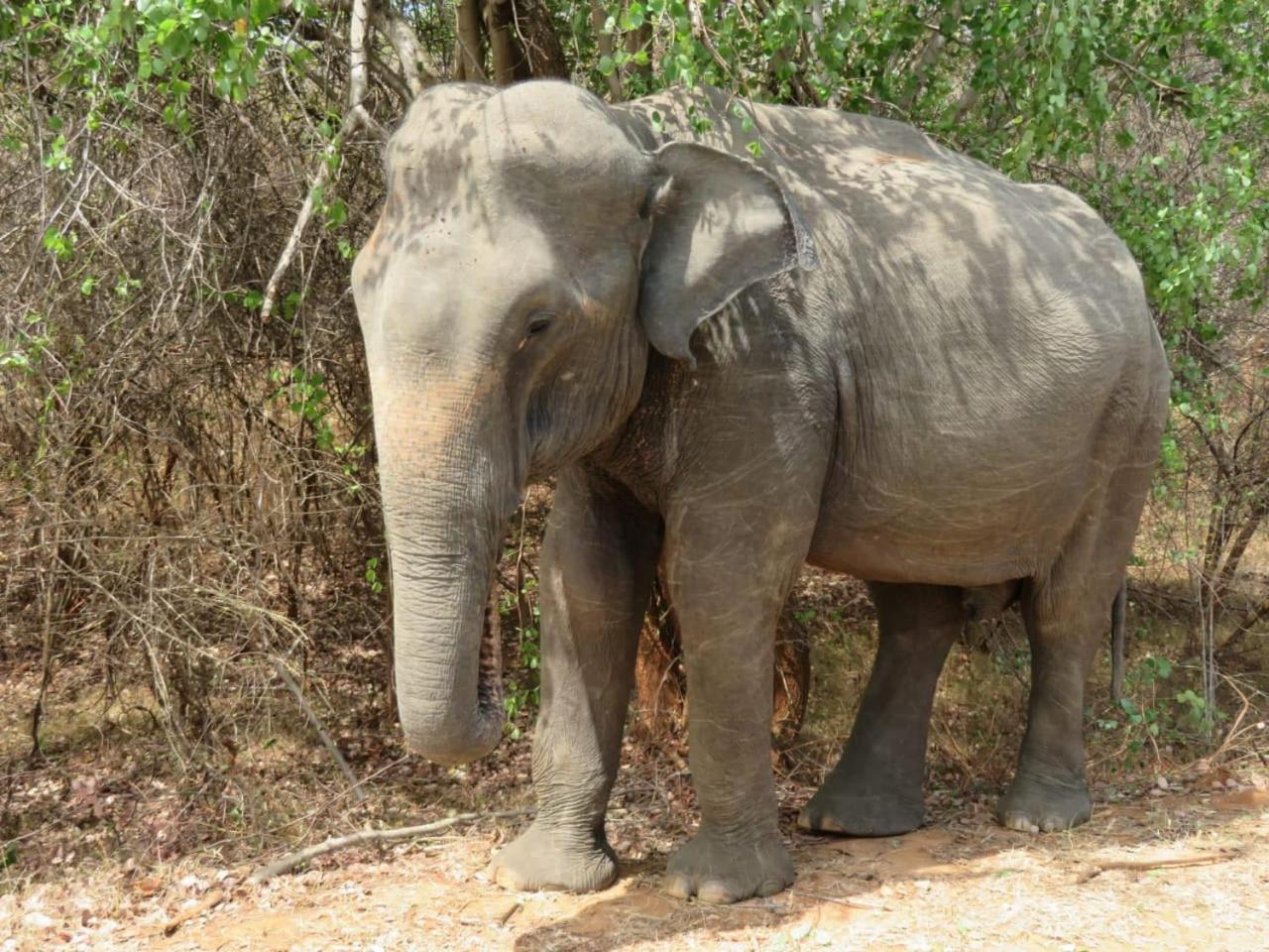 Sahana Retreat Buttala المظهر الخارجي الصورة